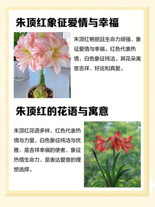 朱顶红在风水上有什么特殊用途或象征意义？