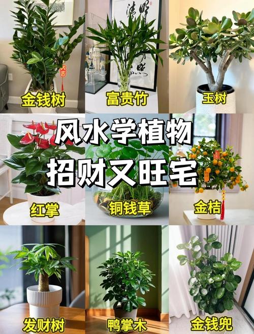 家里摆放植物对风水有何具体影响？
