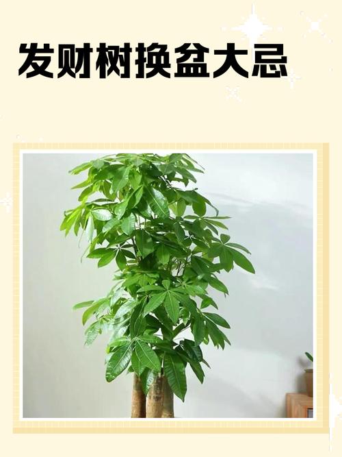 绿植摆放过高是否会对家居风水产生不良影响？