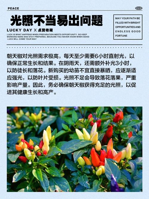 家里堆放辣椒会对家居风水产生不良影响吗？