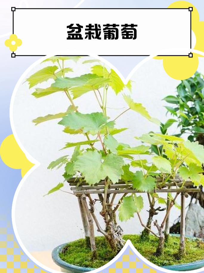 天井种植葡萄会对家宅风水产生怎样的影响？