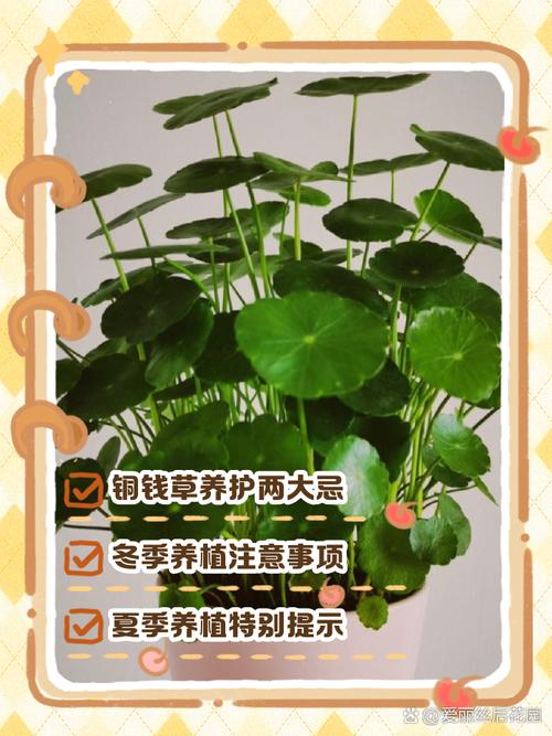 风水上捡花带回家种植，会对家居环境有不良影响吗？