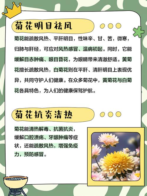 小菊种植时有哪些风水上的特别禁忌需要注意？