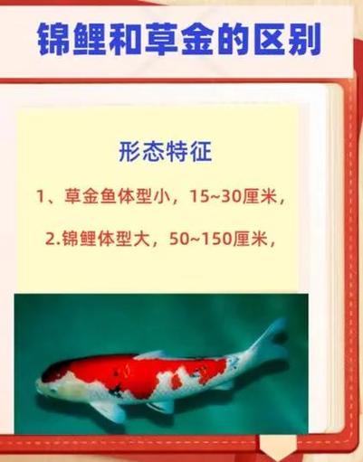 风水鱼中，金鱼和锦鲤是否被统一计算在内呢？