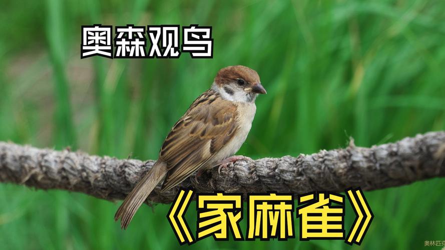 家里养小麻雀风水怎么样，适合吗？