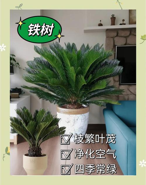 室内摆放铁树会对风水产生哪些不利影响？