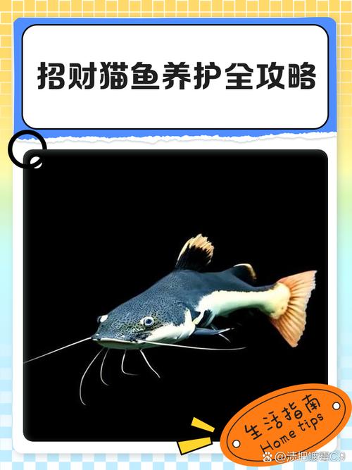 招财猫鱼作为风水鱼，其招财功效真的不容小觑吗？