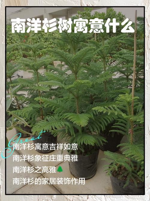 庭院种植南洋杉有哪些风水讲究和注意事项？