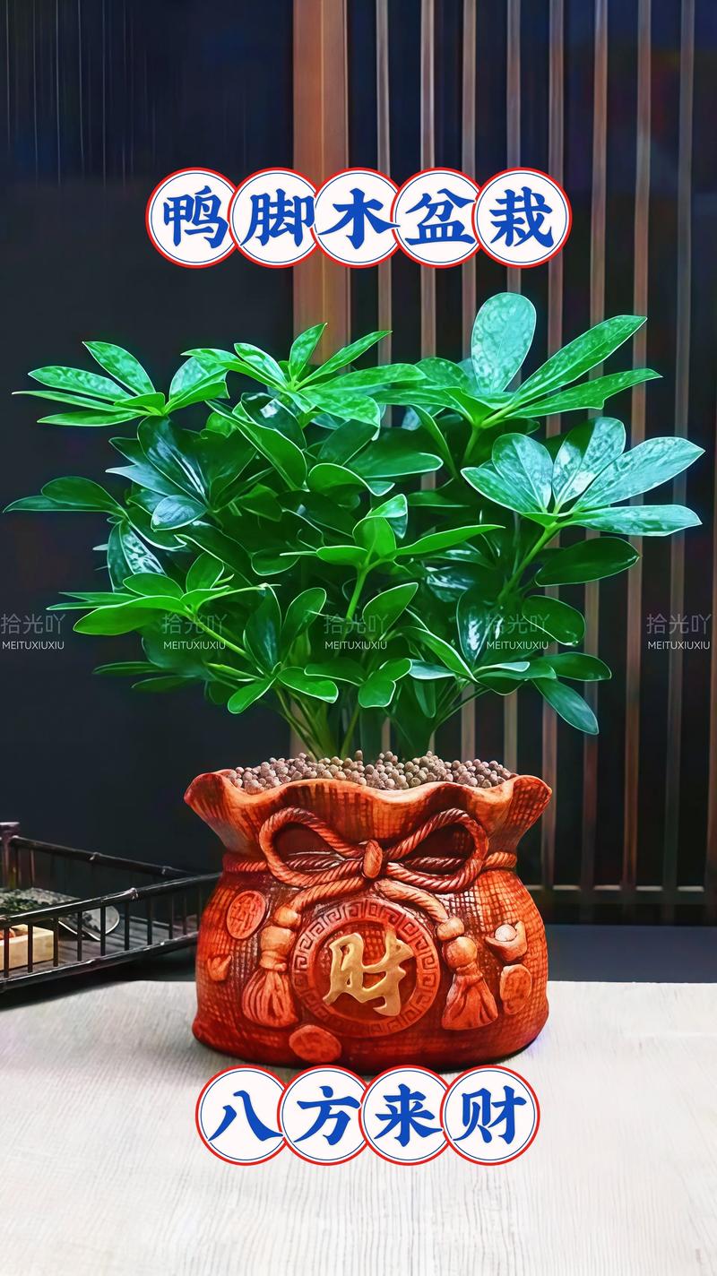 金钱树摆放在家里能带来财运吗？风水上合适吗？
