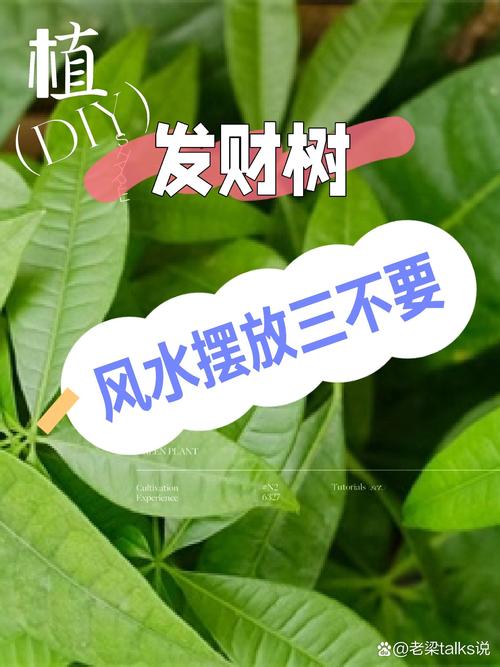屋内树枝摆放对风水有何讲究或影响？