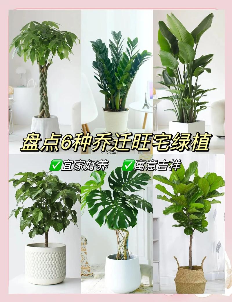 室内养哪些风水植物比较好呢？