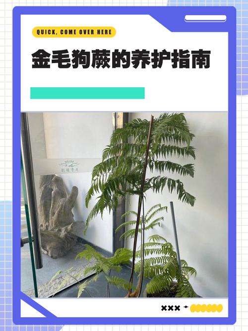 狗狗可以种植吗？这样的风水环境好吗？