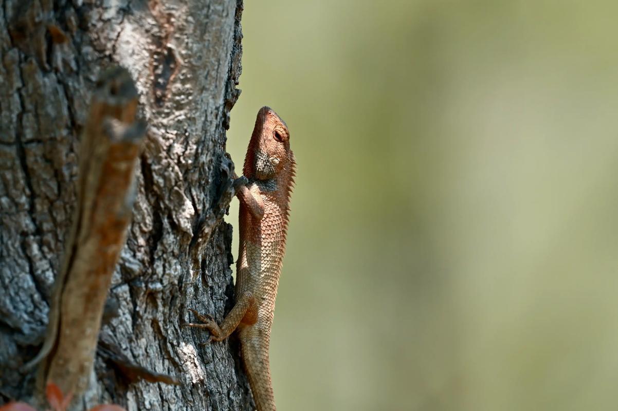 蜥蜴真的能调节风水，这是真的吗？