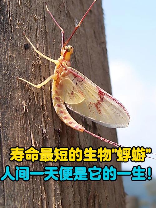 世界上寿命最短的昆虫是哪种？