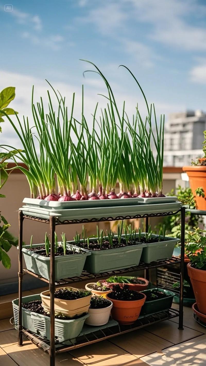 阳台种葱风水好吗？