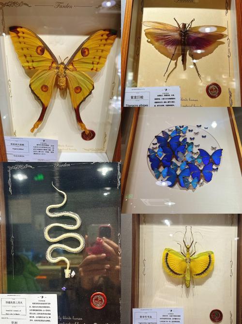 蝴蝶标本放置家中是否会对家居风水产生不良影响？