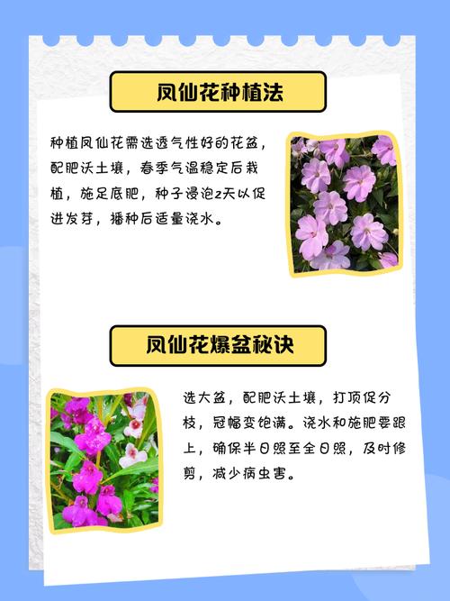 正月种花风水如何，适宜种植哪些花卉？