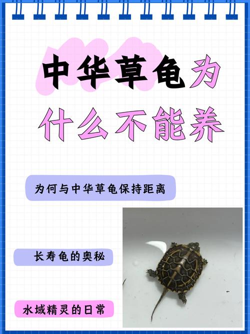 为什么风水龟不能喂食活物，这样做有什么讲究或禁忌？