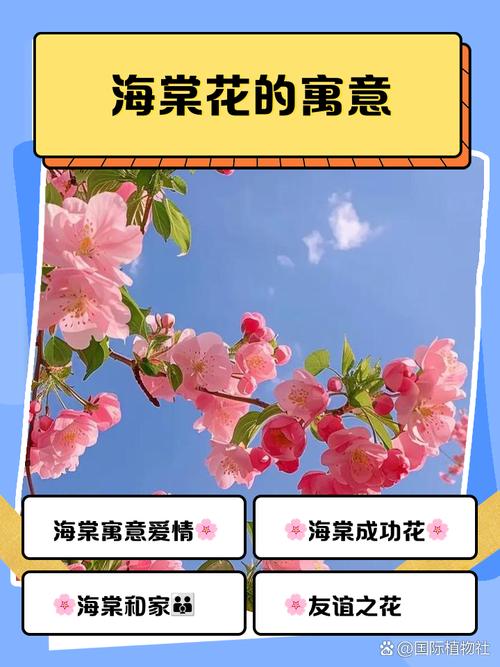 海棠对家居风水有何具体影响和作用？