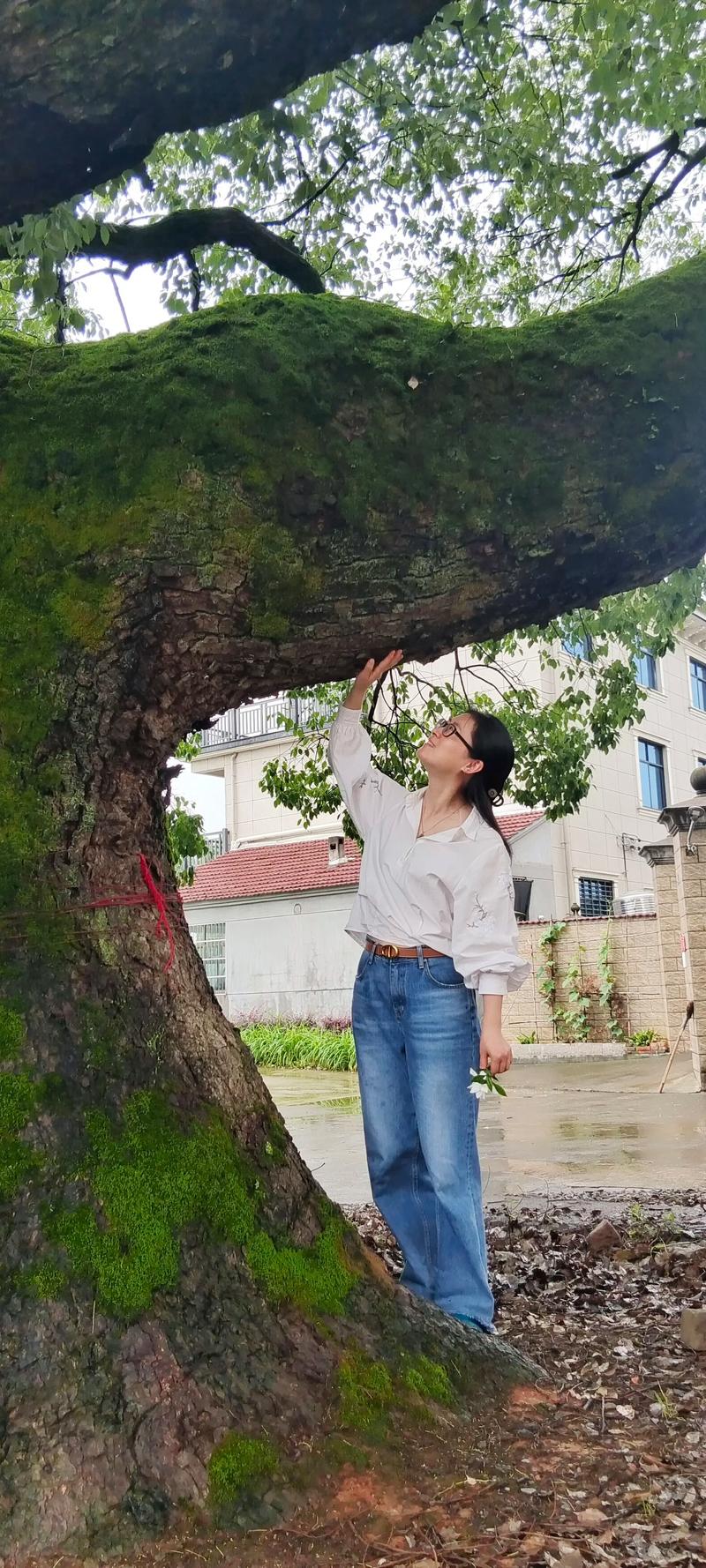 百年樟树在风水上有什么特殊寓意或作用？