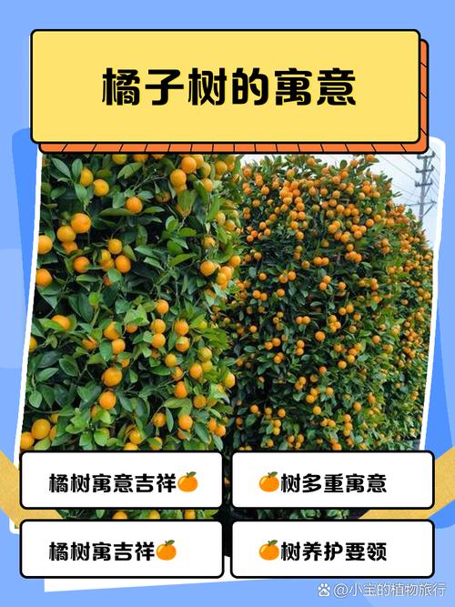 门前摆放橙子对风水有好处吗？