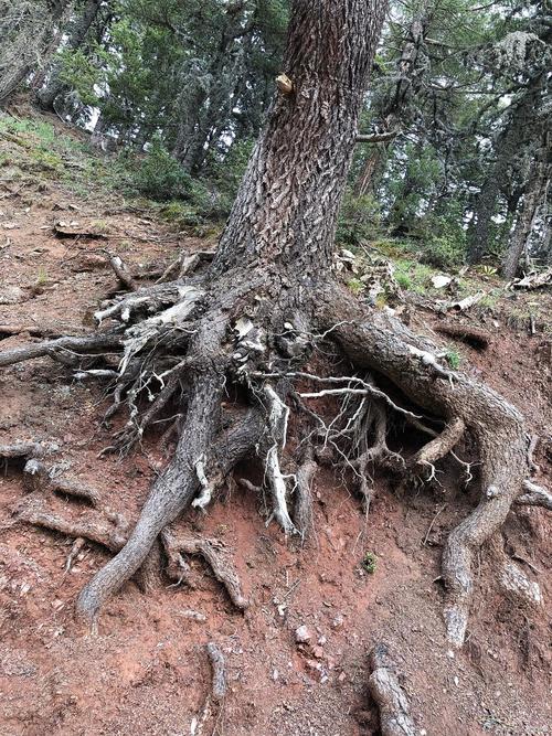 树根深入地下是否会对风水产生不良影响？