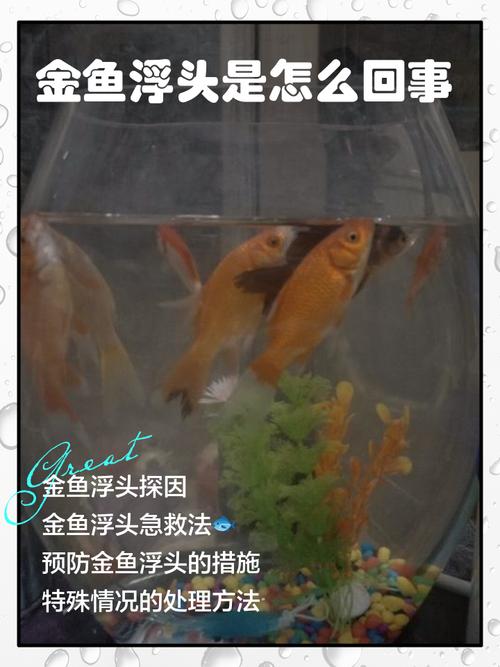风水鱼能否主动丢弃，这种行为对风水有何影响？