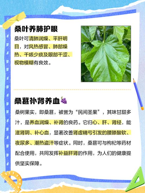 桑树种植时有哪些风水讲究和禁忌需要注意？