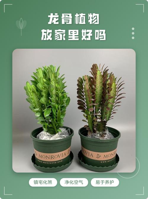 家里摆放龙骨植物风水上是否有利于家庭吉祥？