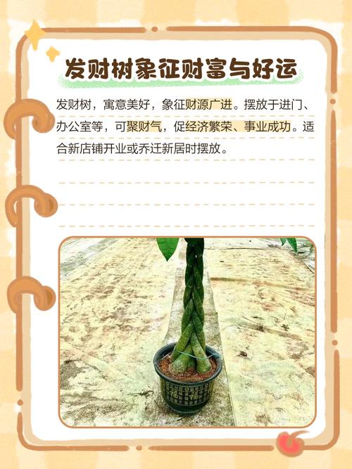 摇钱树在风水上具体有哪些作用和影响？