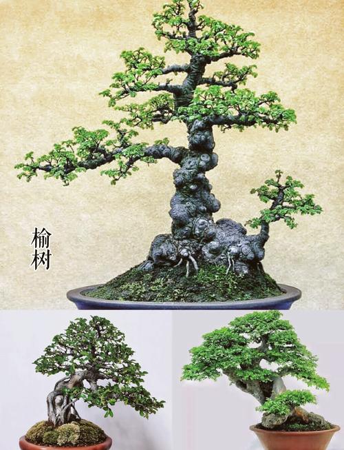 山毛榉原木作为风水摆件，是否适合家居风水布局呢？