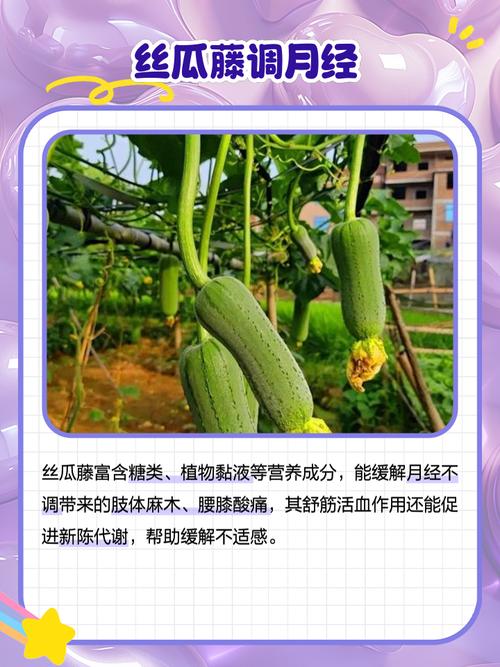 丝瓜架真的具有调节风水的作用吗？这是否真的有效？