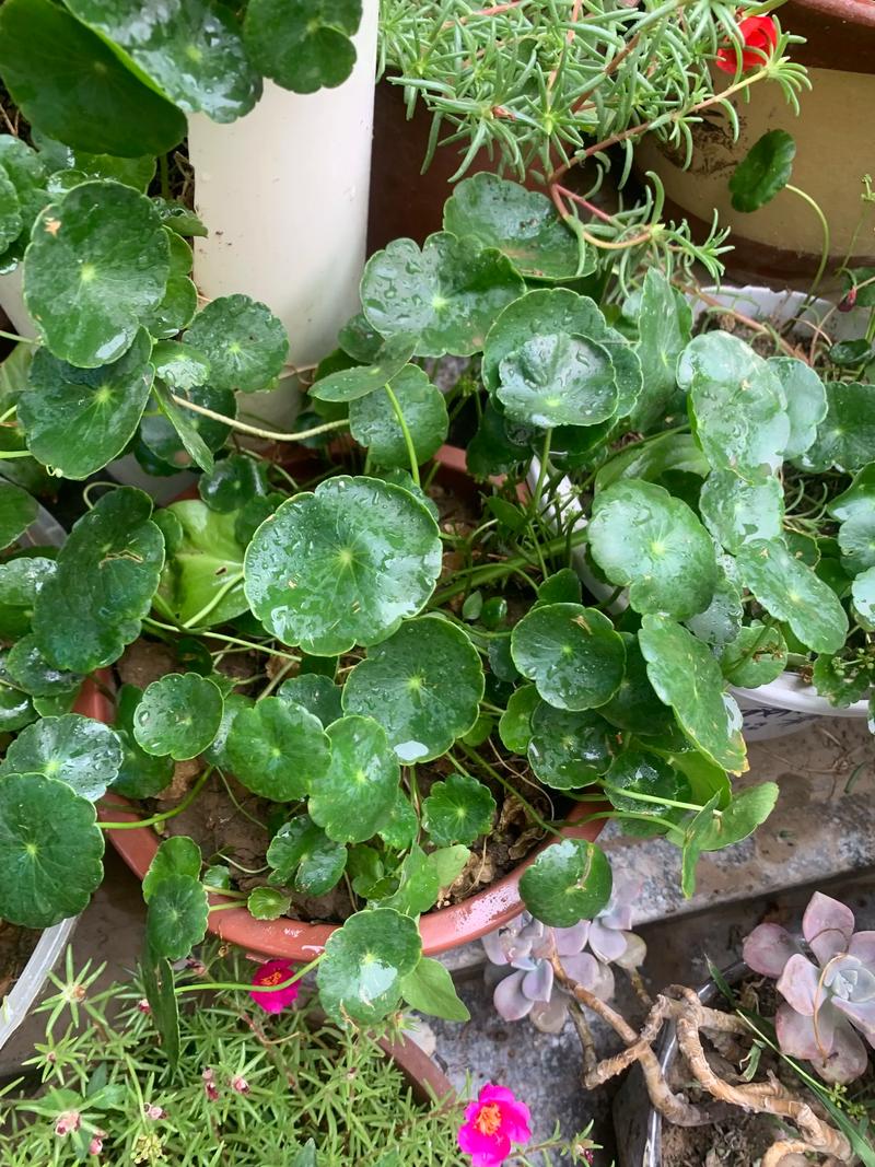 命里缺什么，应该养什么植物来补缺？