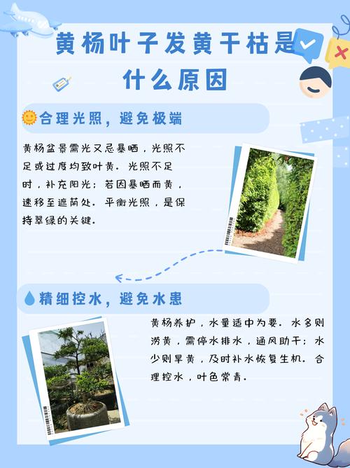 黄杨树叶子发黄会对家居风水产生怎样的影响呢？