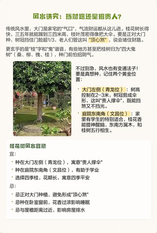 门口种桂花风水好吗？有什么讲究和注意事项？