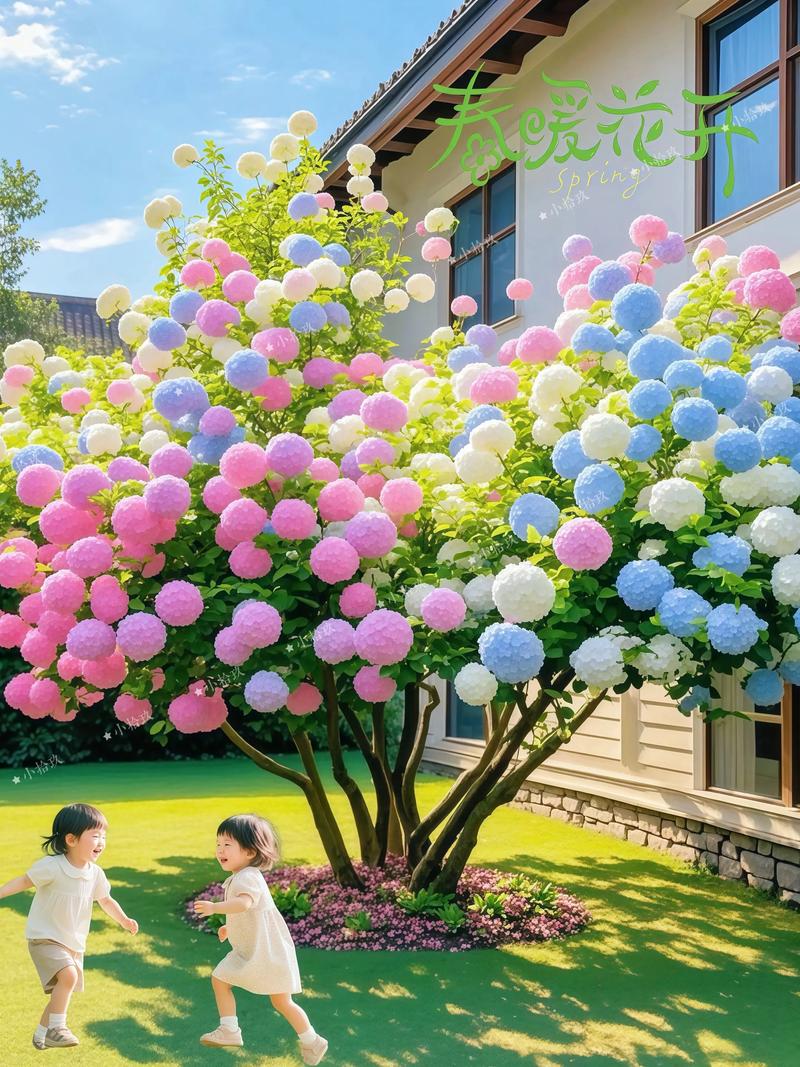 绣球花种植在庭院中会对家宅风水产生怎样的影响呢？