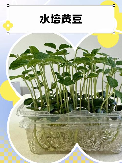 家里种大豆风水怎么样？适合种植吗？