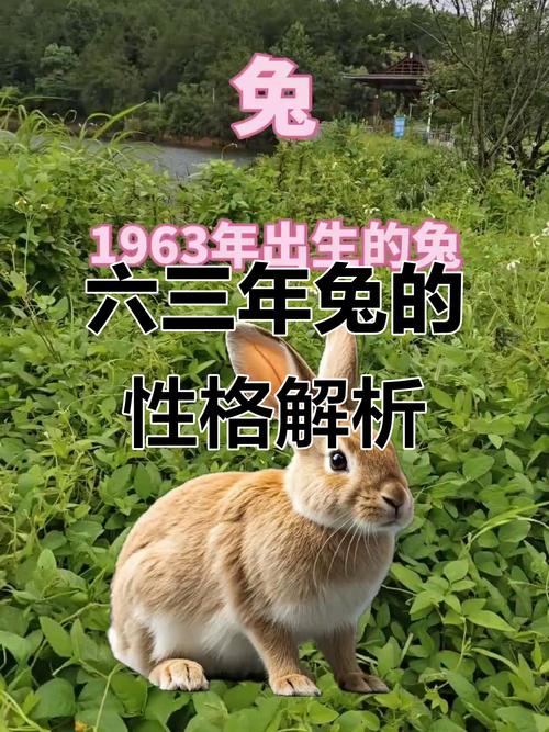 1963年属兔的人，性格特点有哪些？