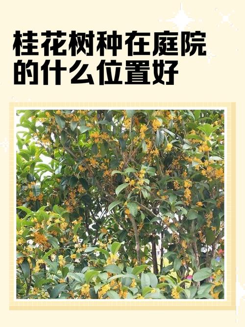 庭院风水树木中，桂花树适合种植吗？