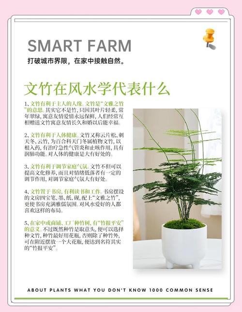 家里养文竹的风水讲究有哪些？