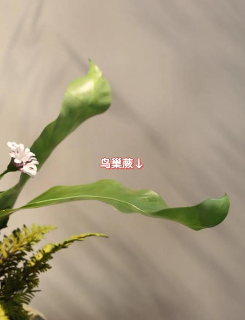 卧室插花需要注意哪些风水讲究？