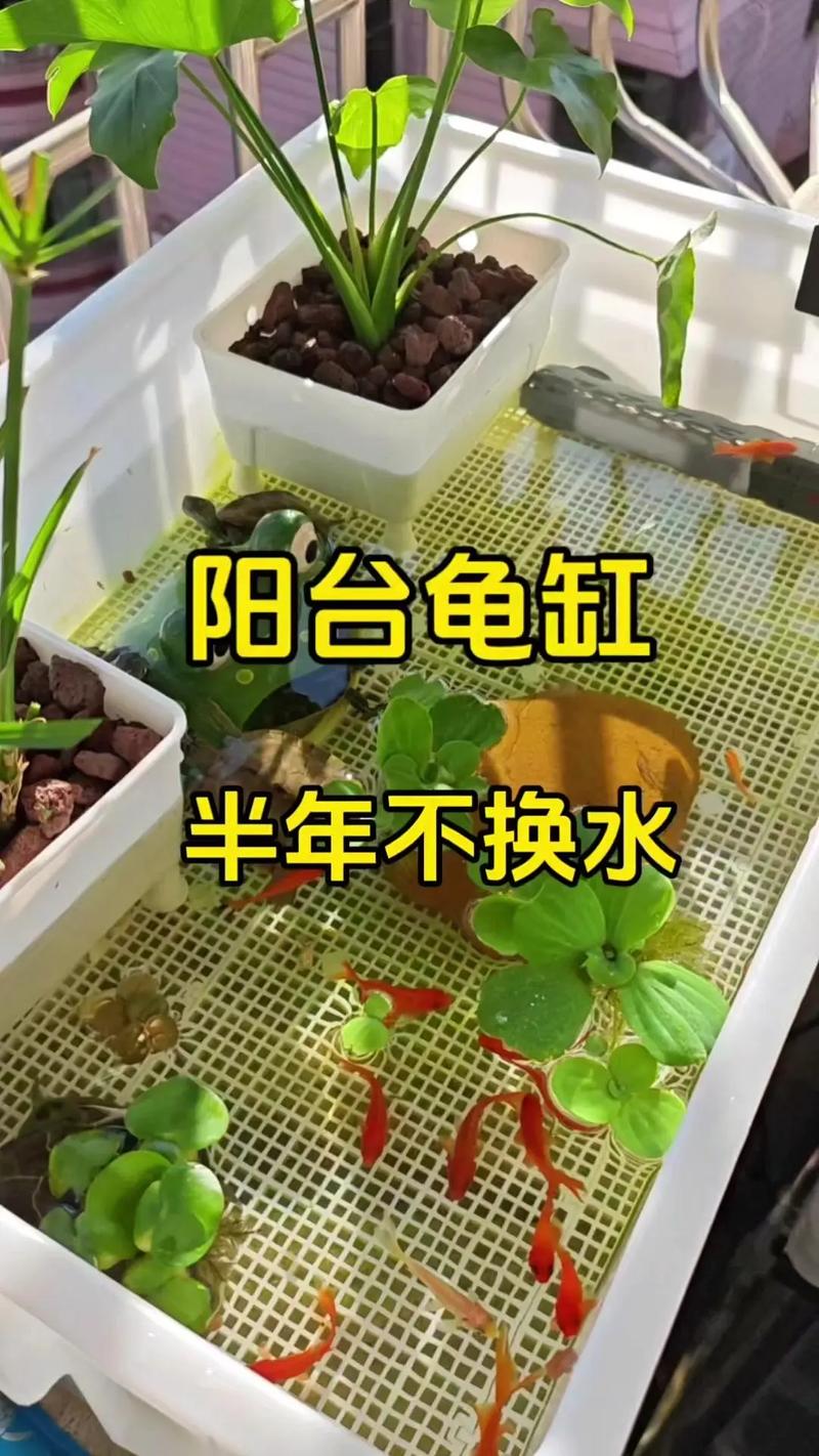 阳台风水适宜养乌龟吗？有什么讲究和注意事项？