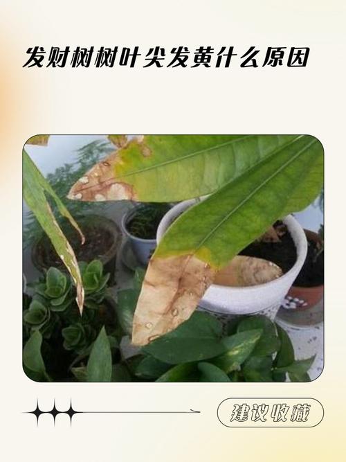 植物叶尖对风水有何具体影响？