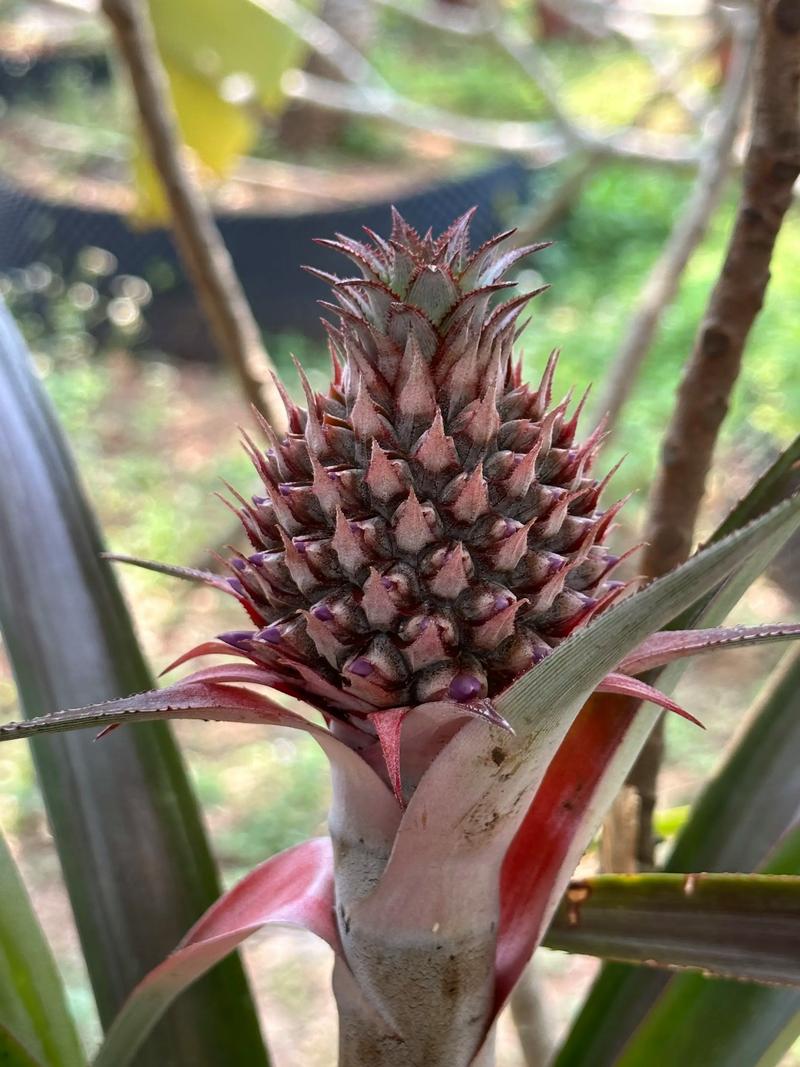 种植菠萝在家庭庭院中会对风水产生怎样的影响呢？