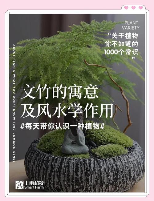 家里养文竹的风水讲究有哪些？