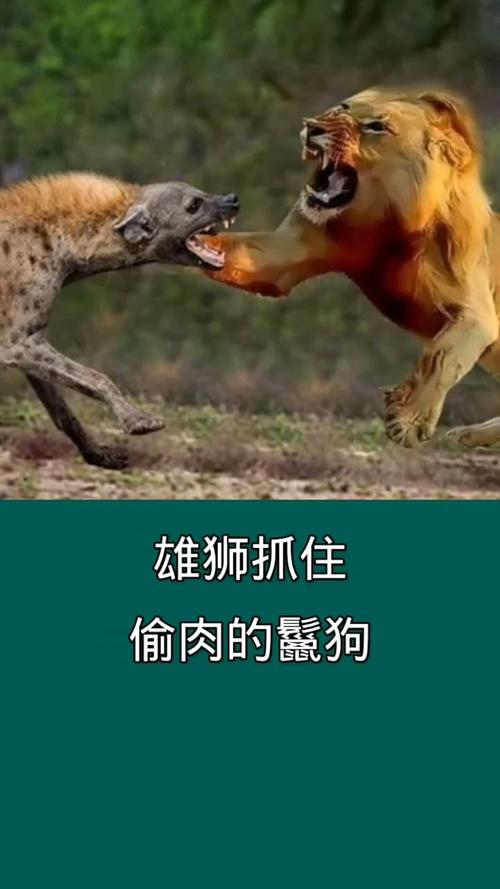 猎狗吃狮子这种现象在风水学上有什么讲究吗？