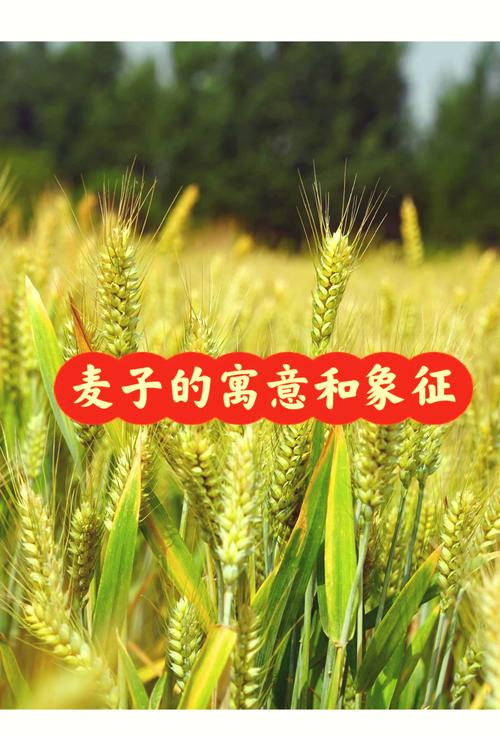 家里种植麦子，这样的风水布局是否吉利？