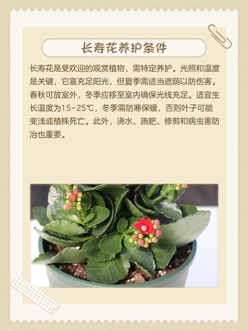 卧室风水摆放鲜花有什么讲究或禁忌？