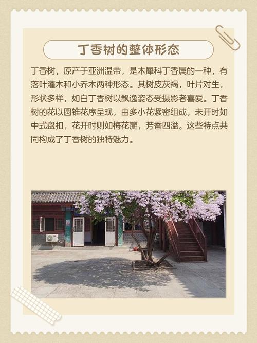 丁香树在风水学中扮演着怎样的角色？