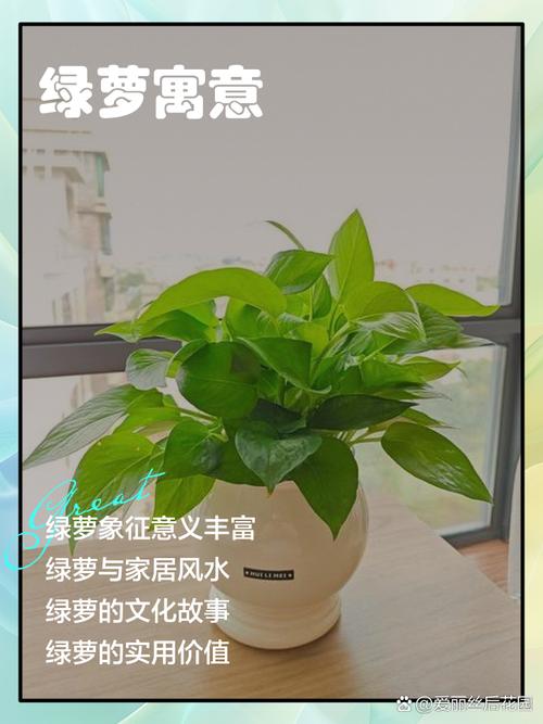养绿萝真的有讲究风水吗？